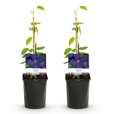 Clematis Jackmanii Kletterpflanze - 2 Pflanzen - Blau blühend