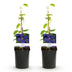 Clematis Jackmanii Climbing Plant - 2 Plants - Blue Flowering Bild 2