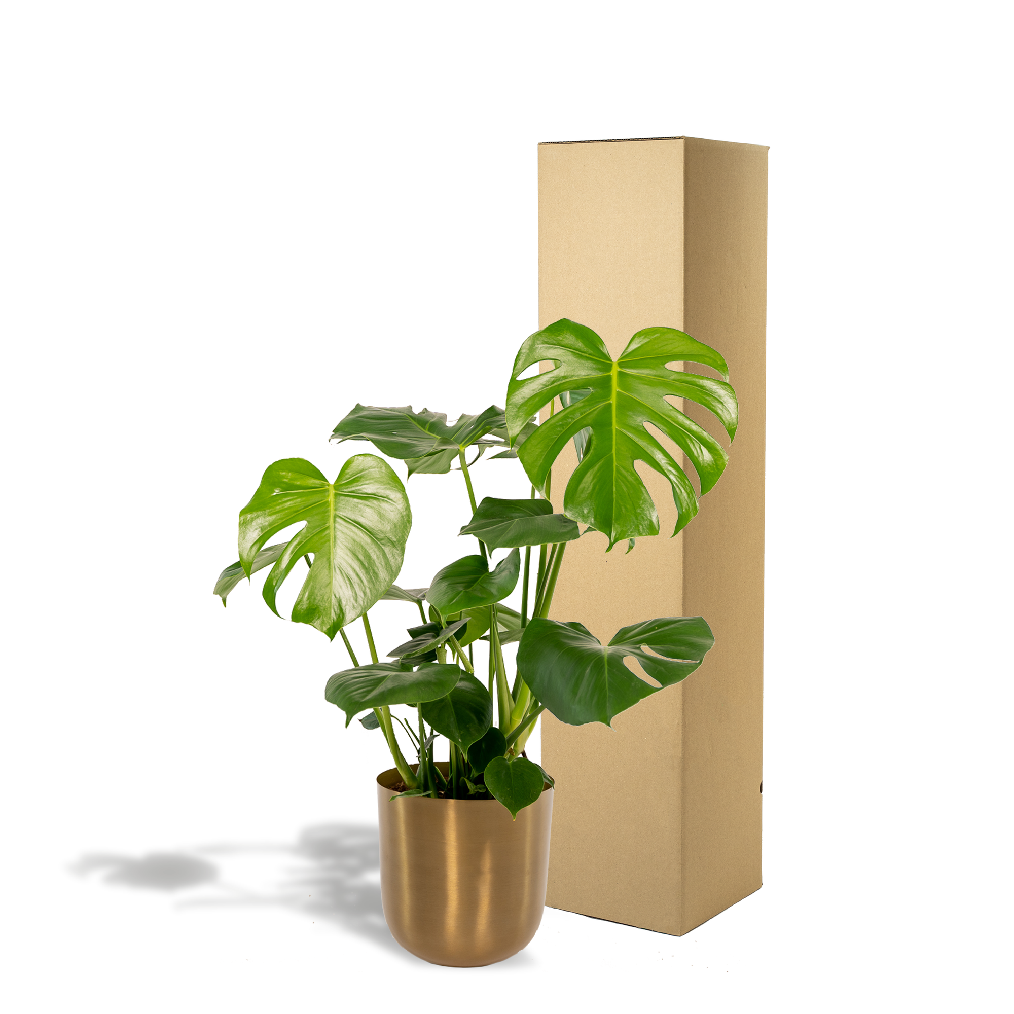 Monstera Deliciosa + Topf Mayk Gold - ↨80cm - Ø21cm