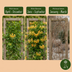 4x Lonicera tellmanniana Geißblatt Orange-Gelb Kletterpflanze Ø9cm Bild 5