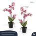 Orchidee Vanda rosa 2 Stück - Bündelprodukt - Kunstpflanzen Bild 3