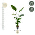 Strelitzia Nicolai, Paradiesvogel, 170 cm, ⌀24 Bild 2