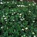 12er Set Potentilla tridentata 'Nuuk' - Robuster Winterharter Bodendecker Bild 5