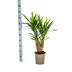 Yucca Elephantipes Verzweigt im Topf Ø21cm, 60-70cm Bild 2