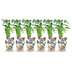 Dornlose Brombeere 'Thornfree' - Winterhart, 6er Set Bild 2