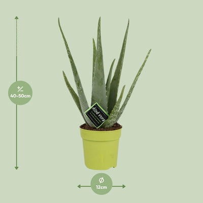 Aloe Vera Pflanze – Ø12cm Topf, 45cm Höhe, für sonnige Standorte