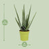 Aloe Vera Pflanze – Ø12cm Topf, 45cm Höhe, für sonnige Standorte Bild 2