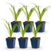 Green boutiQ - Perennial - Hemerocallis Arctic Snow - Daylily - Bee and Butterfly Attractors - Cream - 6 Plants - Pot 11cm - Height 15-25cm Bild 10