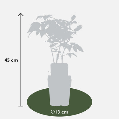 Bio Himbeere 'Malling Promise' - Ø13cm - ↕45cm
