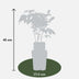 Bio Himbeere 'Malling Promise' - Ø13cm - ↕45cm Bild 2
