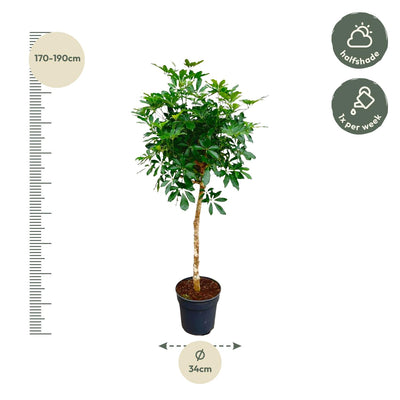 Schefflera auf Stamm (Strahlenaralie), 170cm, Ø30cm Topf