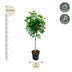 Schefflera on stem (umbrella tree), 170cm, Ø30cm pot Bild 2
