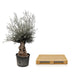 Olea Europaea Bonsai - 270cm, Ø80 Bild 4