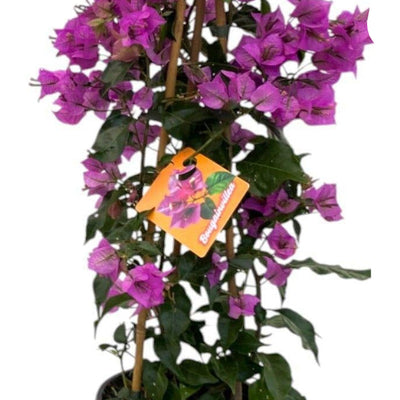 Bougainvillea Sanderiana Pyramide - 70cm - Ø17cm