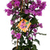 Bougainvillea Sanderiana Pyramide - 70cm - Ø17cm Bild 1