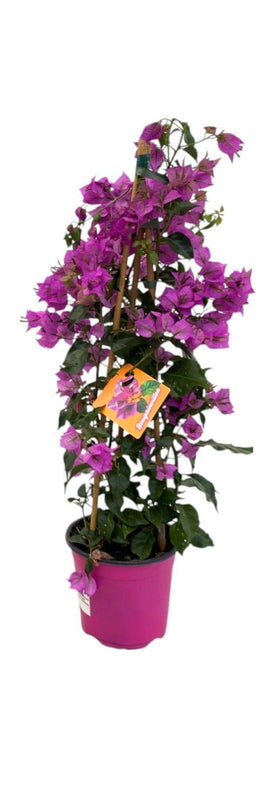 Bougainvillea Sanderiana Pyramide - 70cm - Ø17cm