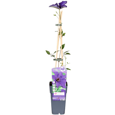 Clematis 'The President' Lila Waldrebe – Farbenpracht für Ihren Garten