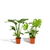Strelitzia Nicolai & Monstera Deliciosa Pflanzen-Set (Ø19cm, ↕85cm / Ø21cm, ↕75cm) Bild 1