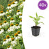 48x Echinacea 'White Swan' - 10-25cm hoch - 9cm Topf Bild 1