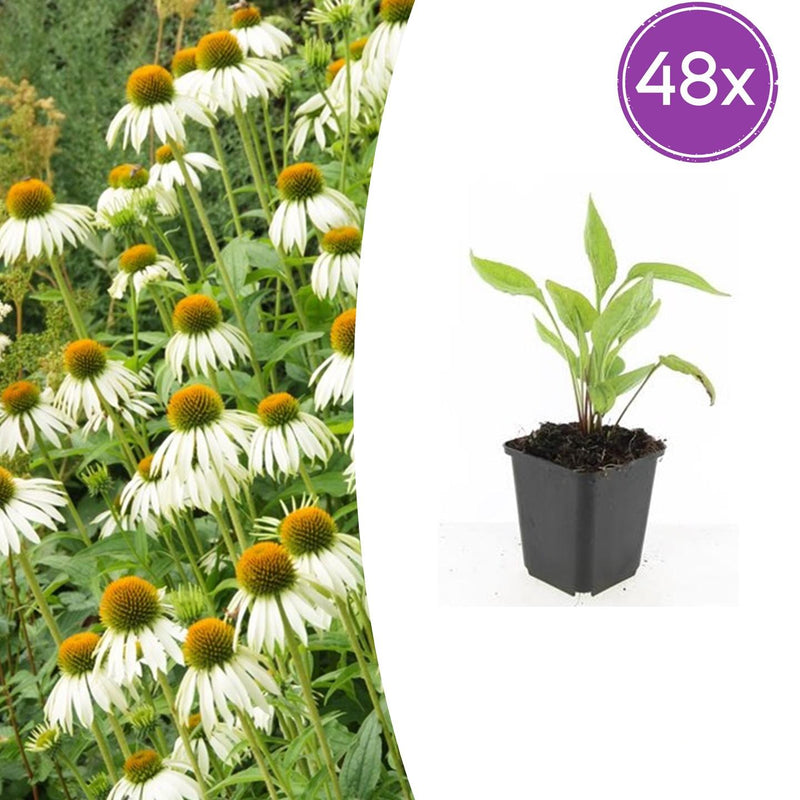 48x Echinacea 'White Swan' - 10-25cm hoch - 9cm Topf