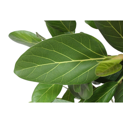 Ficus Benghalensis Baum, 150cm, ø30cm - Tropische Schönheit für Ihr Zuhause