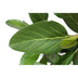 Ficus Benghalensis Tree, 150cm, ø30cm - Tropical Beauty for Your Home Bild 2