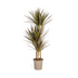 Dracaena Marginata Magenta Ø21cm - Schlanke Eleganz für Ihr Zuhause Bild 1