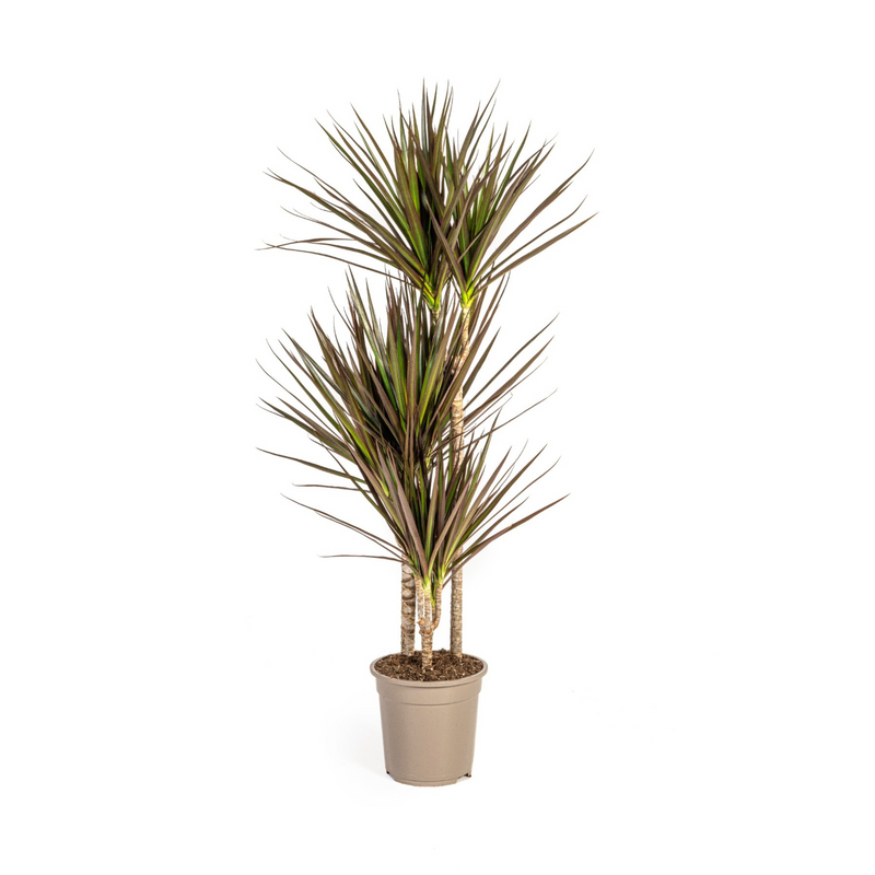 Dracaena Marginata Magenta Ø21cm - Schlanke Eleganz für Ihr Zuhause