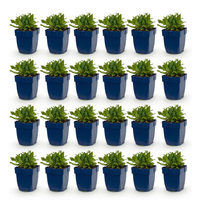 Green boutiQ - Perennial - Salvia nem. Schneehügel - Sage - Bee and Butterfly Attractors - White - 24 Plants - Pot 11cm - Height 15-25cm