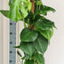 Monstera Mosstok: Tropische Kletterpflanze mit Moosstock-Affinität Bild 2