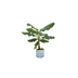 Bananenpflanze Musa inkl. Topf Ocean Round blau Ø22 - 100 cm Bild 1