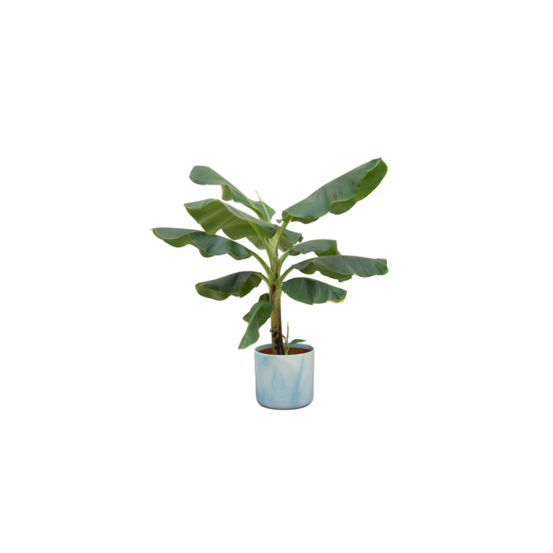 Bananenpflanze Musa inkl. Topf Ocean Round blau Ø22 - 100 cm