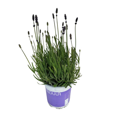 Lavendel 'Hidcote Blue' - Ø12cm Topf - ca. 20cm Höhe