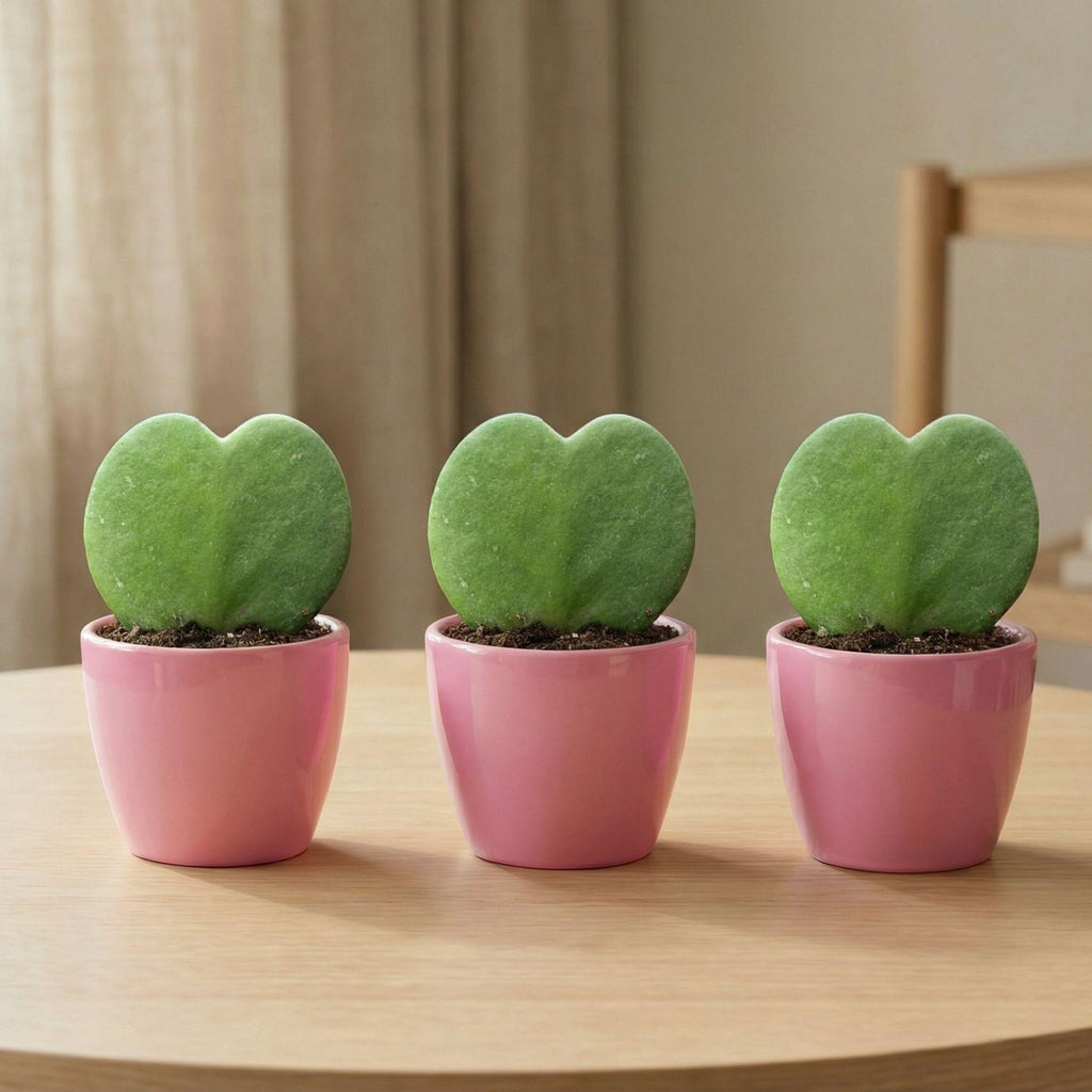 Sweetheart Plant Set - Groene Mini Gift - Pot & Plant Set - Roze