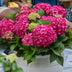 Hydrangea Endless Summer Summer Love Red, winter hardy, red flowers, 14cm pot Bild 5