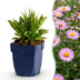 Green boutiQ - Perennial - Aster Wood's Pink - Spirea - Bee and Butterfly Attractors - Pink - 3 Plants - Pot 11cm - Height 15-25cm Bild 2