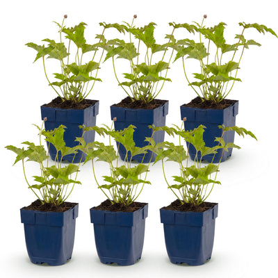Green boutiQ - Perennial - Anemone hybr. Hon. Jobert - Autumn Anemone - Shade - White - 6 Plants - Pot 11cm - Height 15-25cm