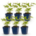 Green boutiQ - Perennial - Anemone hybr. Hon. Jobert - Autumn Anemone - Shade - White - 6 Plants - Pot 11cm - Height 15-25cm Bild 5