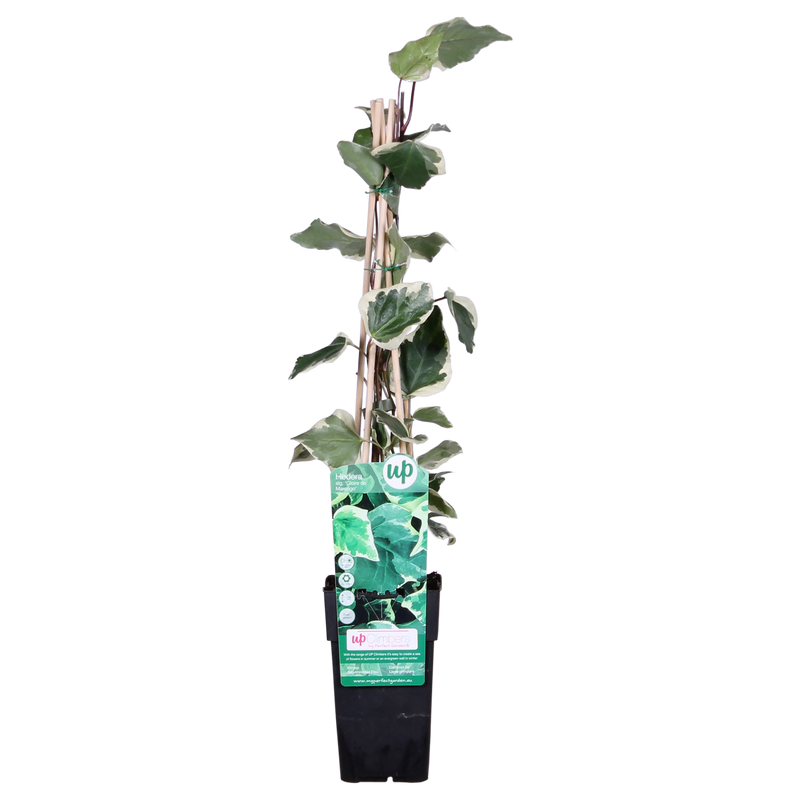 Pothos 'Gloire de Maren' - Ø15cm - H. 65cm