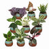 Überraschungsbox: 9 Baby Tropenpflanzen (Ø6cm, 5-15cm H) Bild 2
