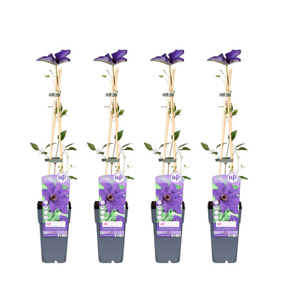 4x Clematis 'The President' Kletterpflanze ↨65cm Ø15