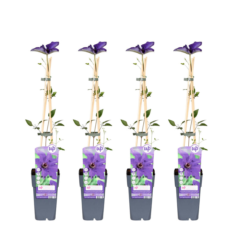 4x Clematis 'The President' Kletterpflanze ↨65cm Ø15