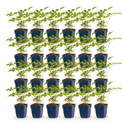 Green boutiQ - Perennials - Astilbe (J) Europe - False Spirea - Shade - Pink - 24 Plants - Pot 11cm - Height 15-25cm