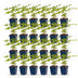 Green boutiQ - Perennial - Astilbe (J) Europa - Plume Spiraea - Shade - Pink - 24 Plants - Pot 11cm - Height 15-25cm Bild 12
