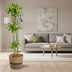 Dracaena Deremensis Dorado mit Korb, 120-140cm Bild 7