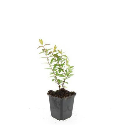 24x Hypericum 'Hidcote' - ↕10-25cm - Ø9cm