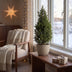 2x Picea glauca Conica - Zuckerhutfichte - Grün - Weihnachtsbaum - Ø23cm - ↕80cm Bild 3