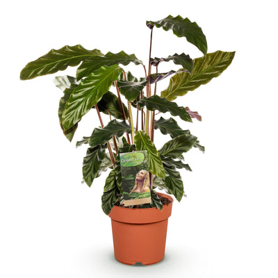 Green boutiQ - Zimmerpflanzen - Calathea Rufibarba - Pfauenpflanze - Wenig Pflege - Grün - 1 Pflanze - Topf 17cm - Höhe 55-60cm