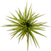 Dracaena Marginata Sunray Ø17cm - 60-80cm - Elegant Blattwerk mit Sonnenschein Bild 3