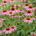 Green boutiQ - Staude - Echinacea purp. Magnus - Sonnenhut - Bienen- und Schmetterlingsanzieher - Rosa - 24 Pflanzen - Topf 11cm - Höhe 15-25cm Bild 5